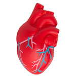 Coeur anatomique anti-stress avec veines