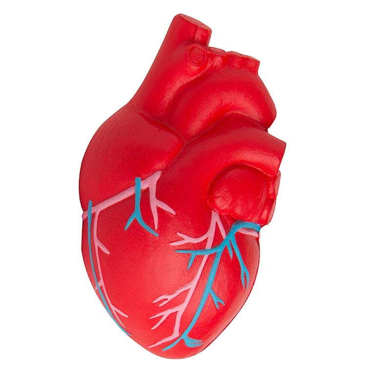 Coeur anatomique anti-stress avec veines #1