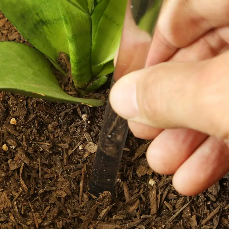 Globe à arrosage automatique Evergreen #3