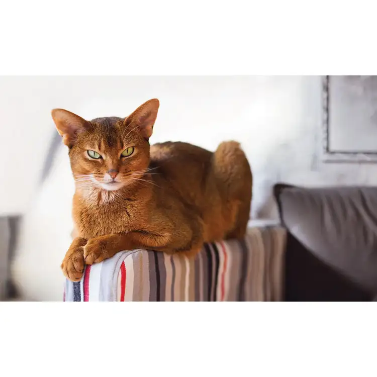 Calendrier Animaux de compagnie 2027 #10