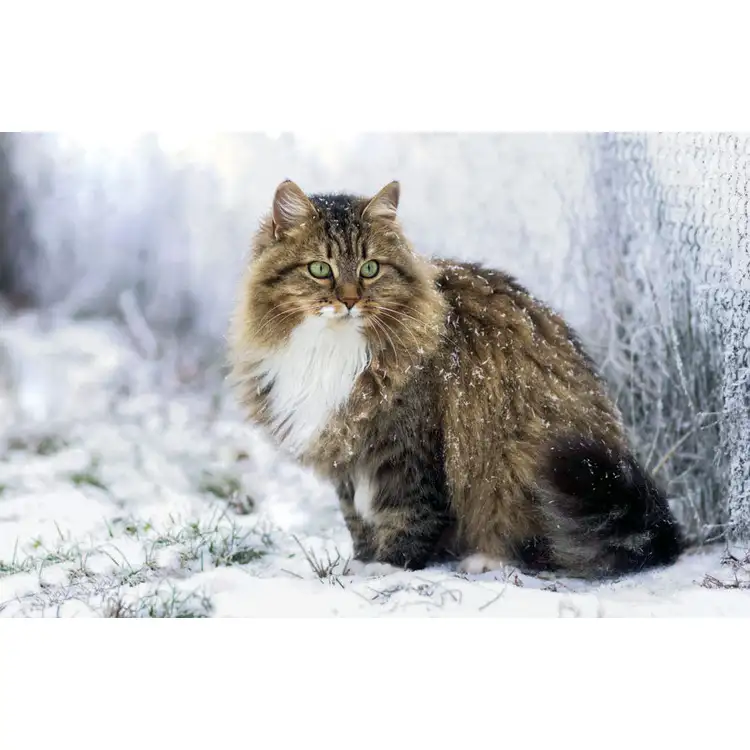 Calendrier Animaux de compagnie 2027 #14