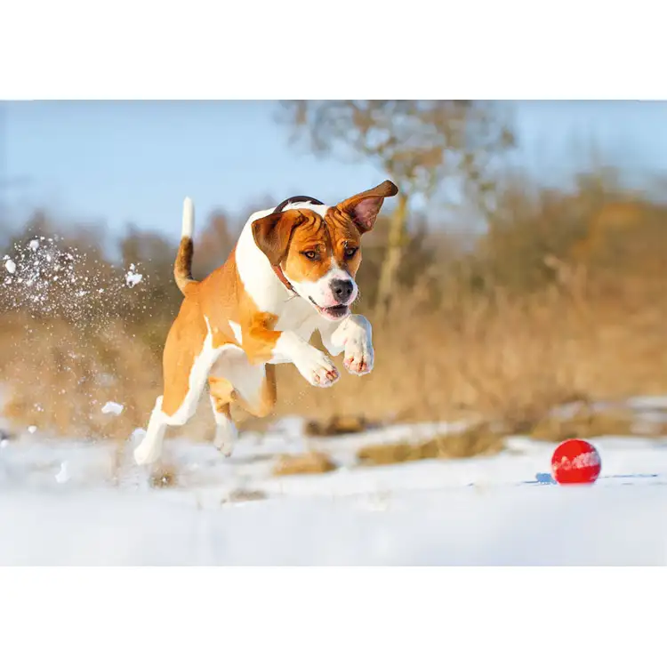 Calendrier Animaux de compagnie 2027 #3