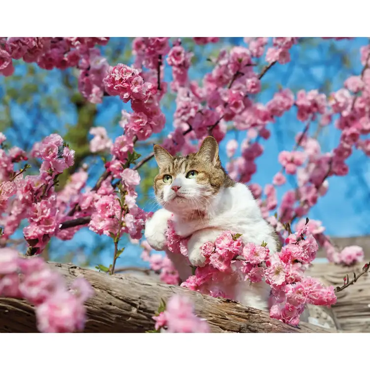 Calendrier Animaux de compagnie 2027 #6