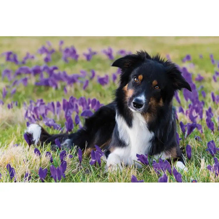 Calendrier Animaux de compagnie 2027 #7
