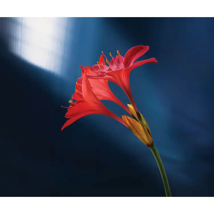 Calendrier Fleurs 2027 #10