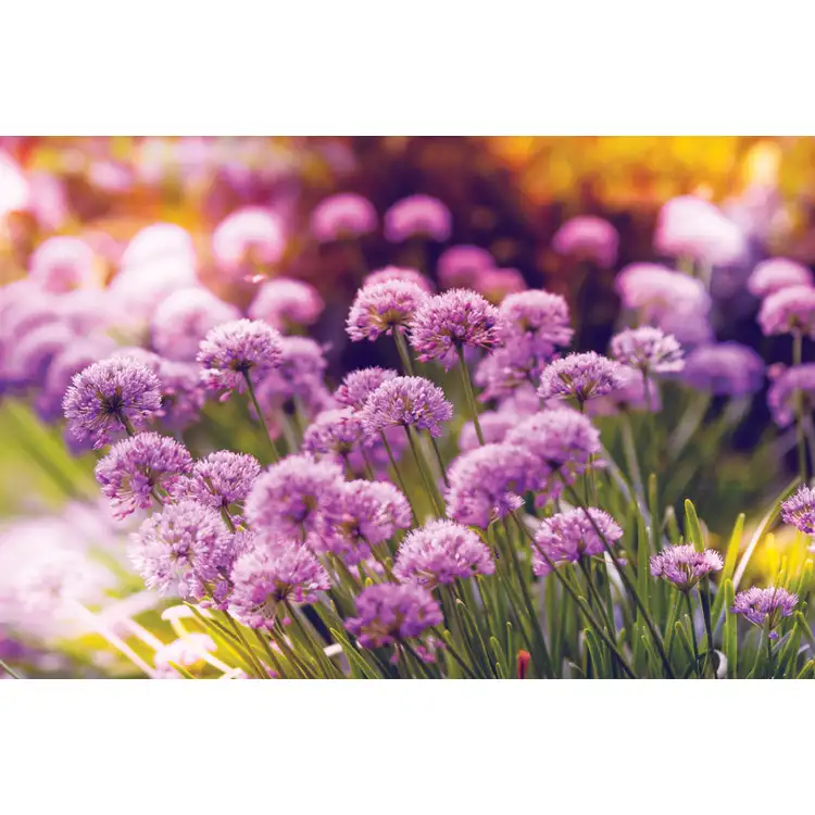 Calendrier Fleurs 2027 #11