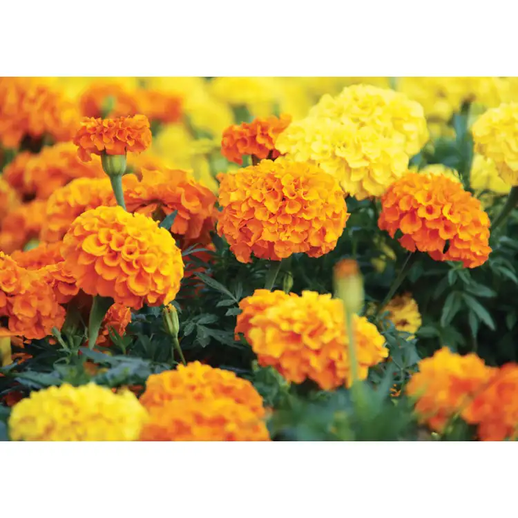 Calendrier Fleurs 2027 #12