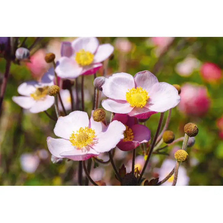 Calendrier Fleurs 2027 #13