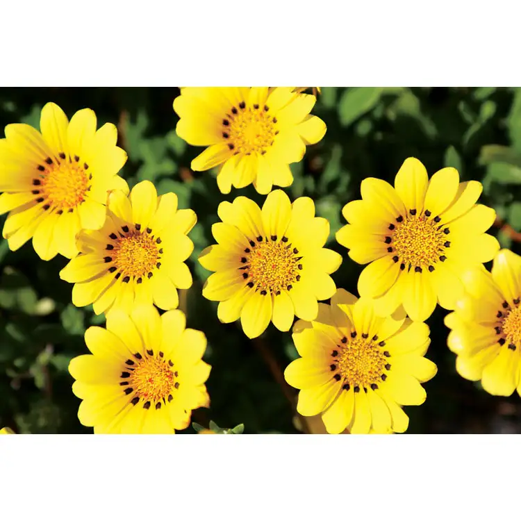 Calendrier Fleurs 2027 #14
