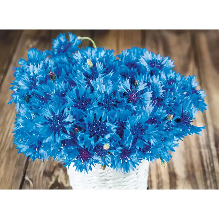 Calendrier Fleurs 2027 #3