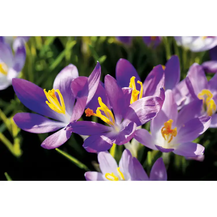 Calendrier Fleurs 2027 #4