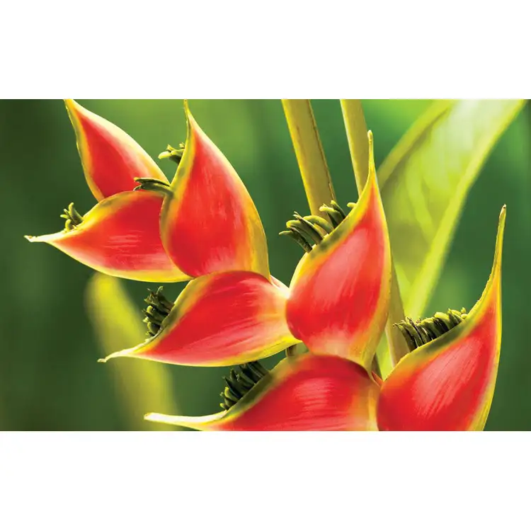 Calendrier Fleurs 2027 #6