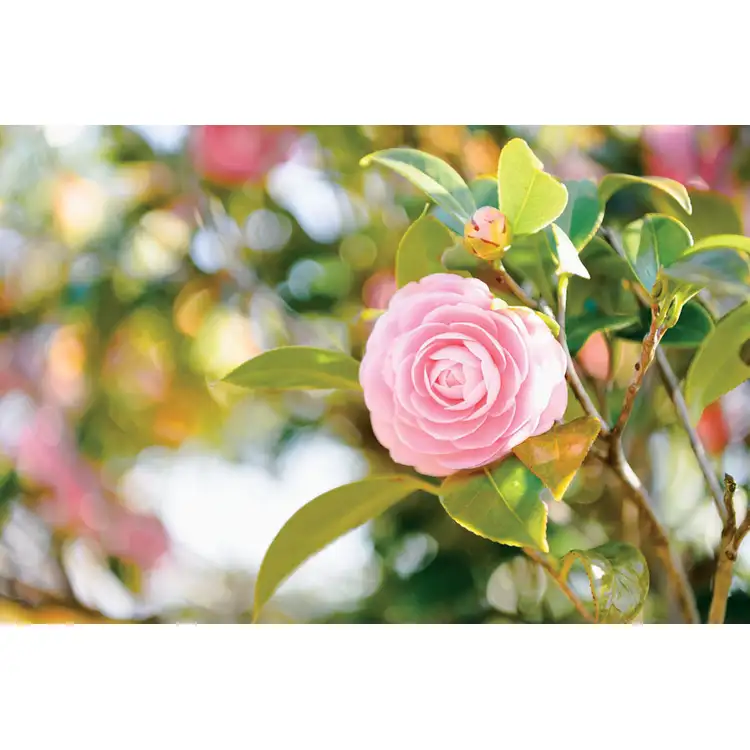 Calendrier Fleurs 2027 #7