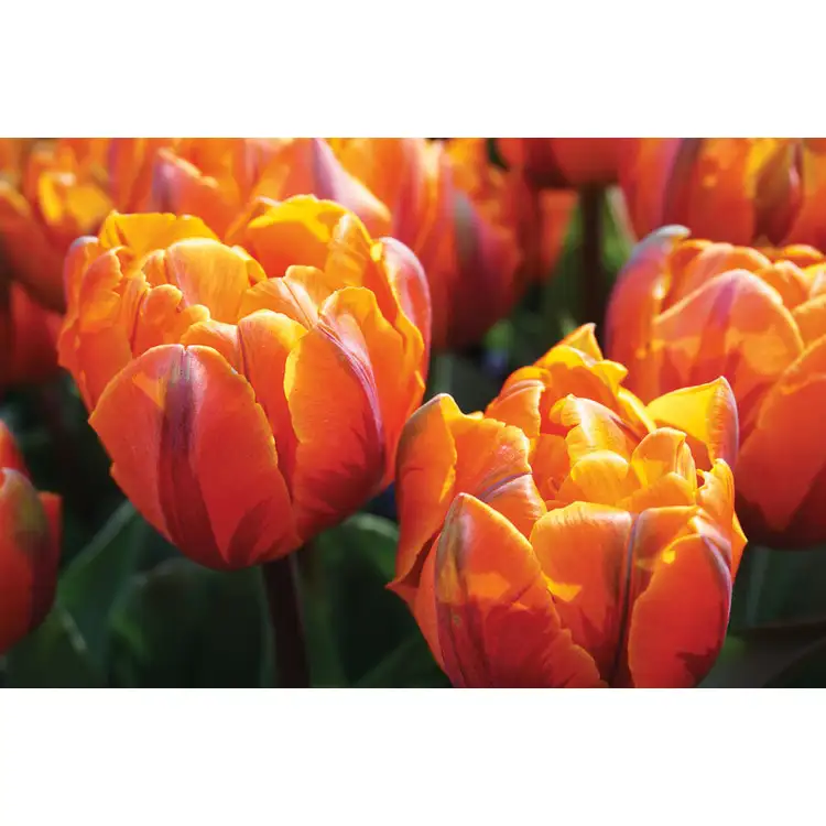 Calendrier Fleurs 2027 #8