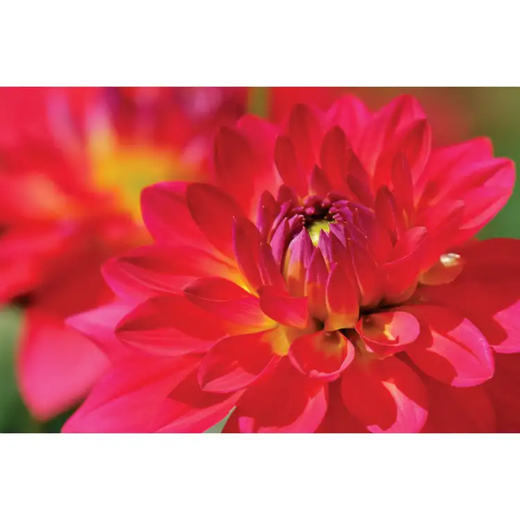 Calendrier Fleurs 2027 #9