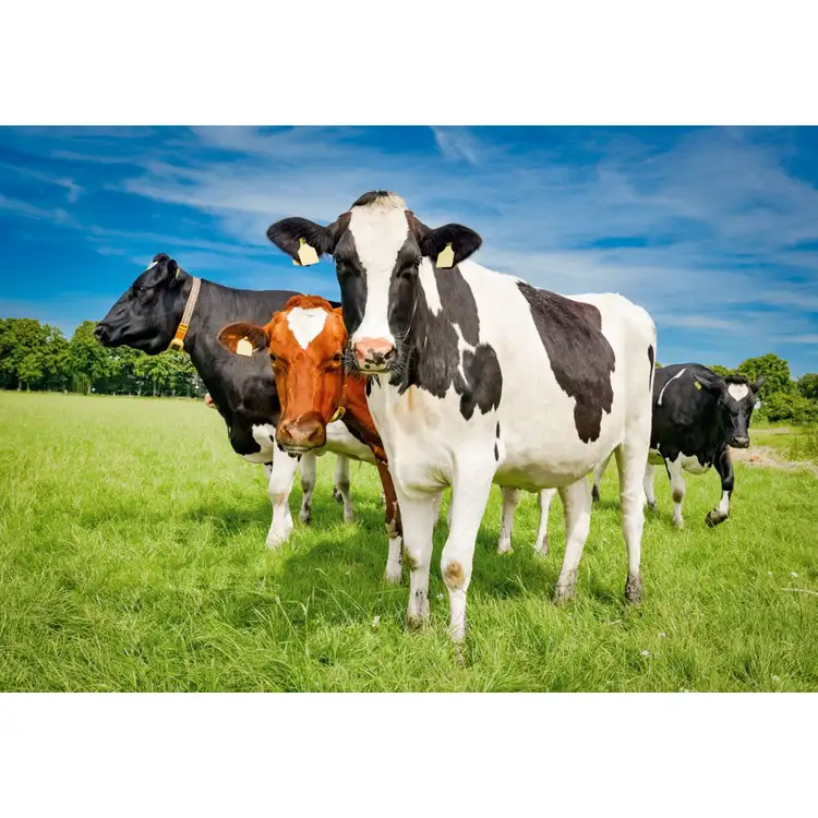 Calendrier agricole à pochettes 2027 #11